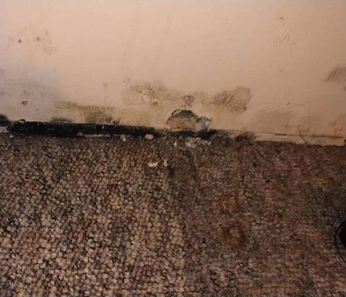 mold on drywall and carpet 